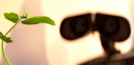 Wall-E looks down at a small seedling.